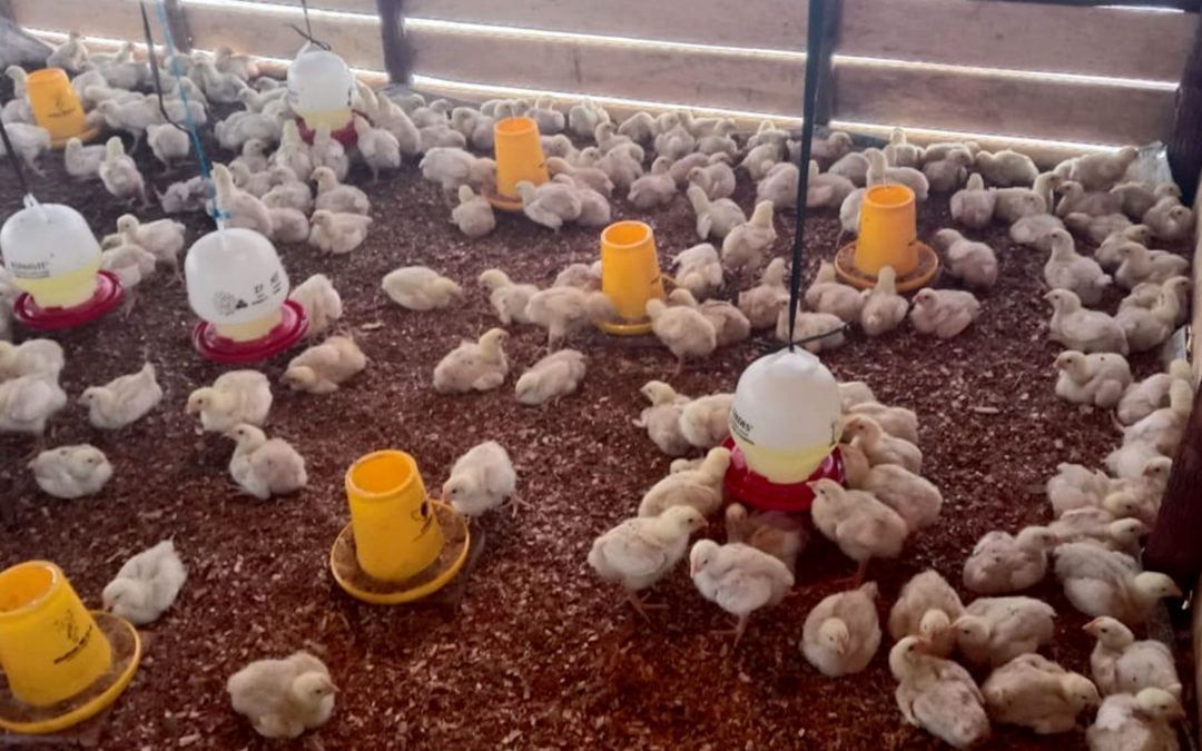 Asian Partners Inc Day Old Chicks for Karraker Vocational Training Center